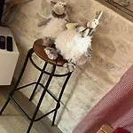 Pra Loup *